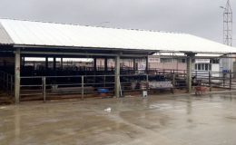 Tüm hayvan pazarları kapatıldı